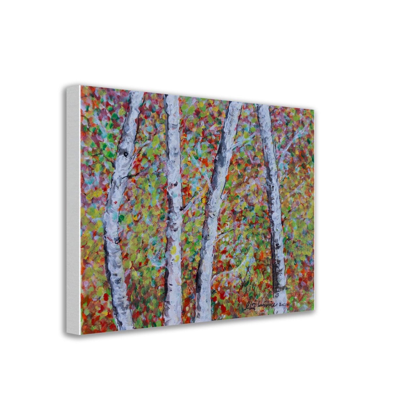 Fall Birch Trees - Canvas