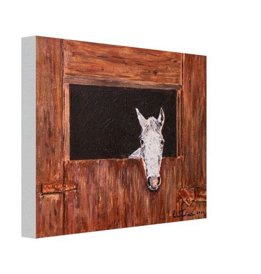 White Horse In Stall - Canvas