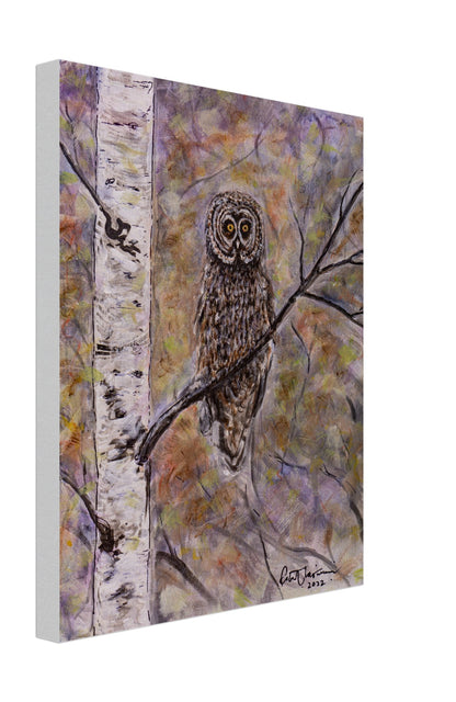 Owl in Birch - Canvas