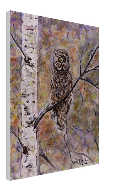 Owl in Birch - Canvas