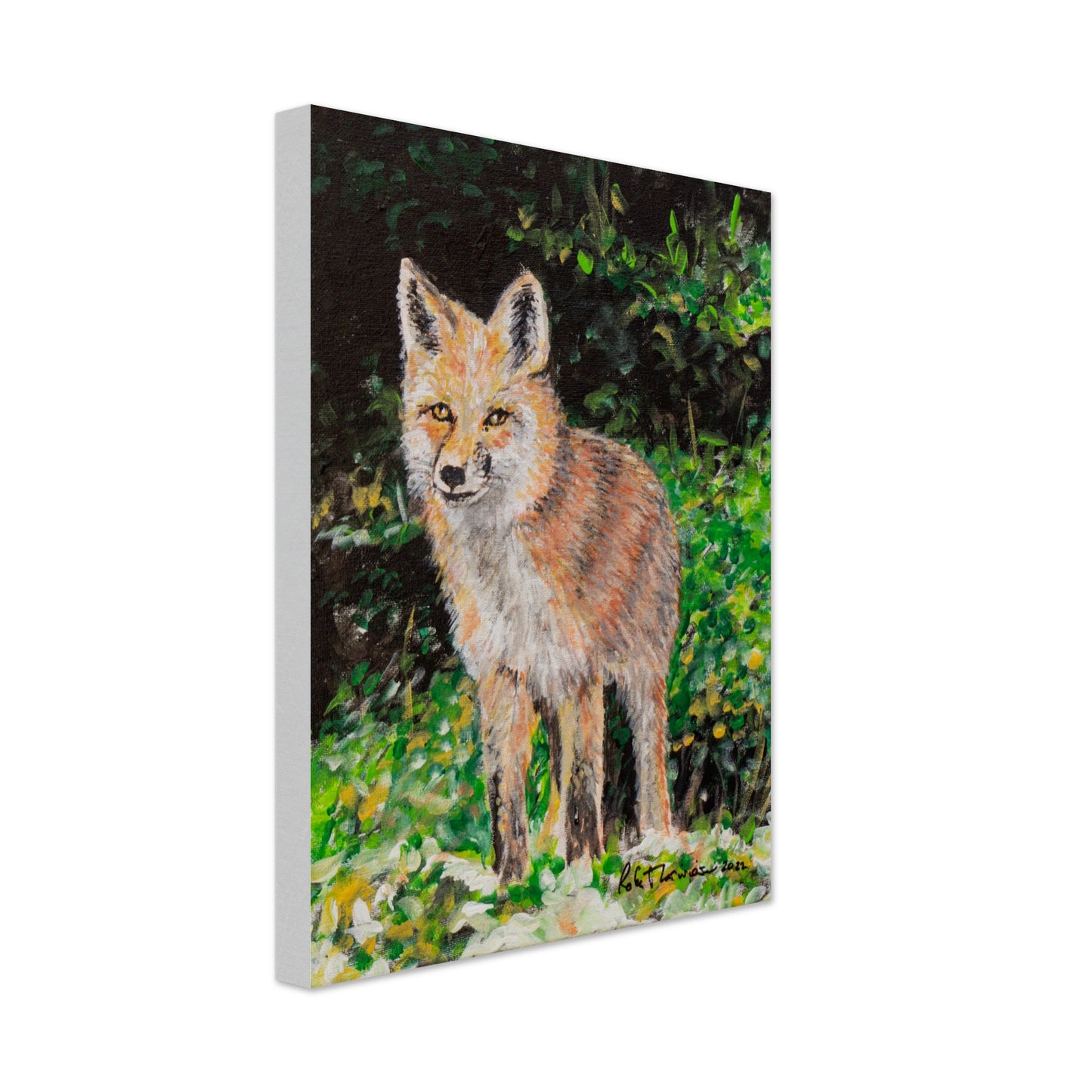 Red Fox - Canvas