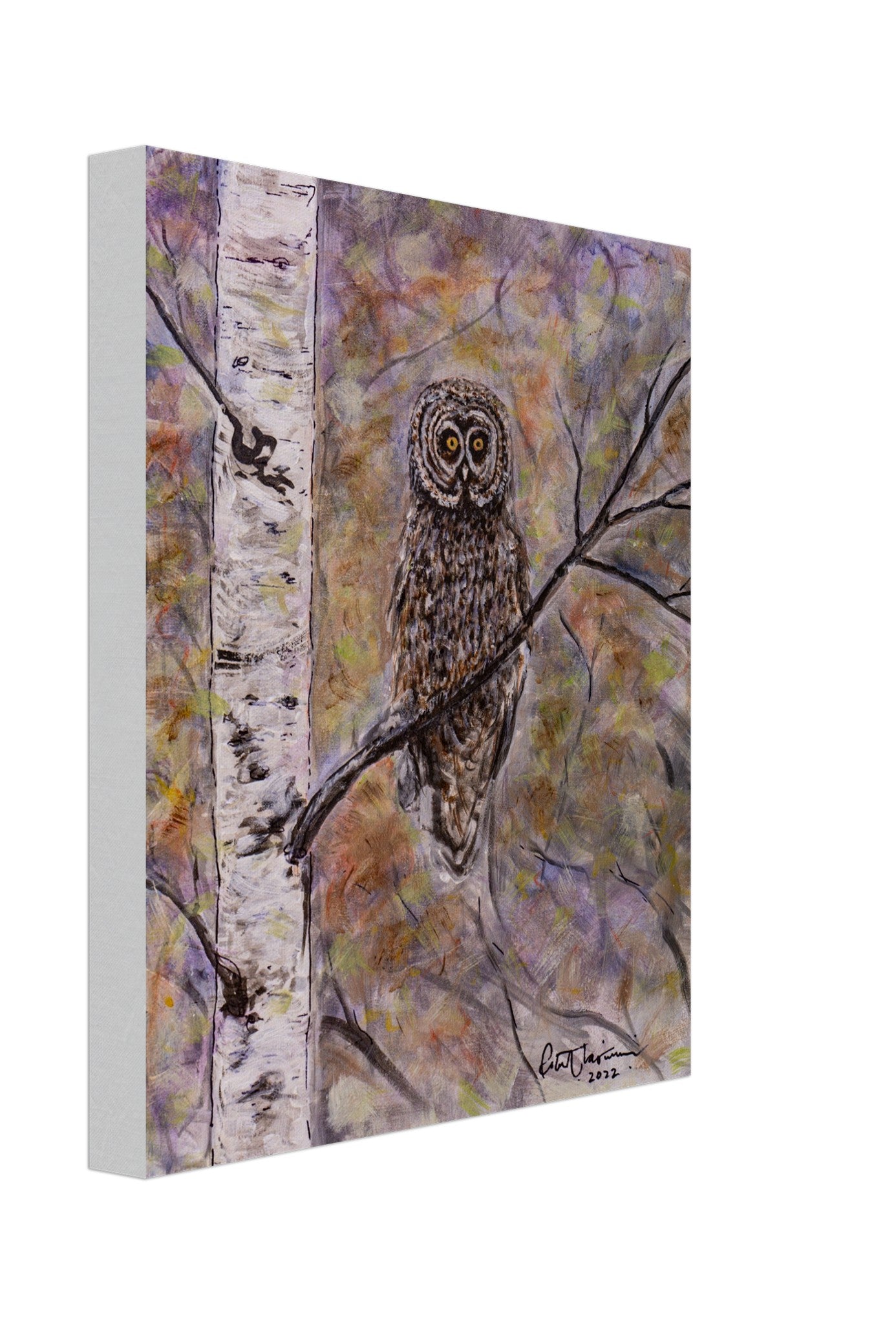 Owl in Birch - Canvas